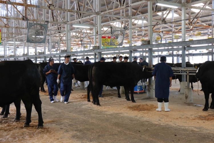 Jaこゆ牛も本選出品 第10回宮崎県肉畜共進会 最終決定審査会 県ナンバーワン牛を目指して 宮崎県新富町おすすめ観光情報サイト